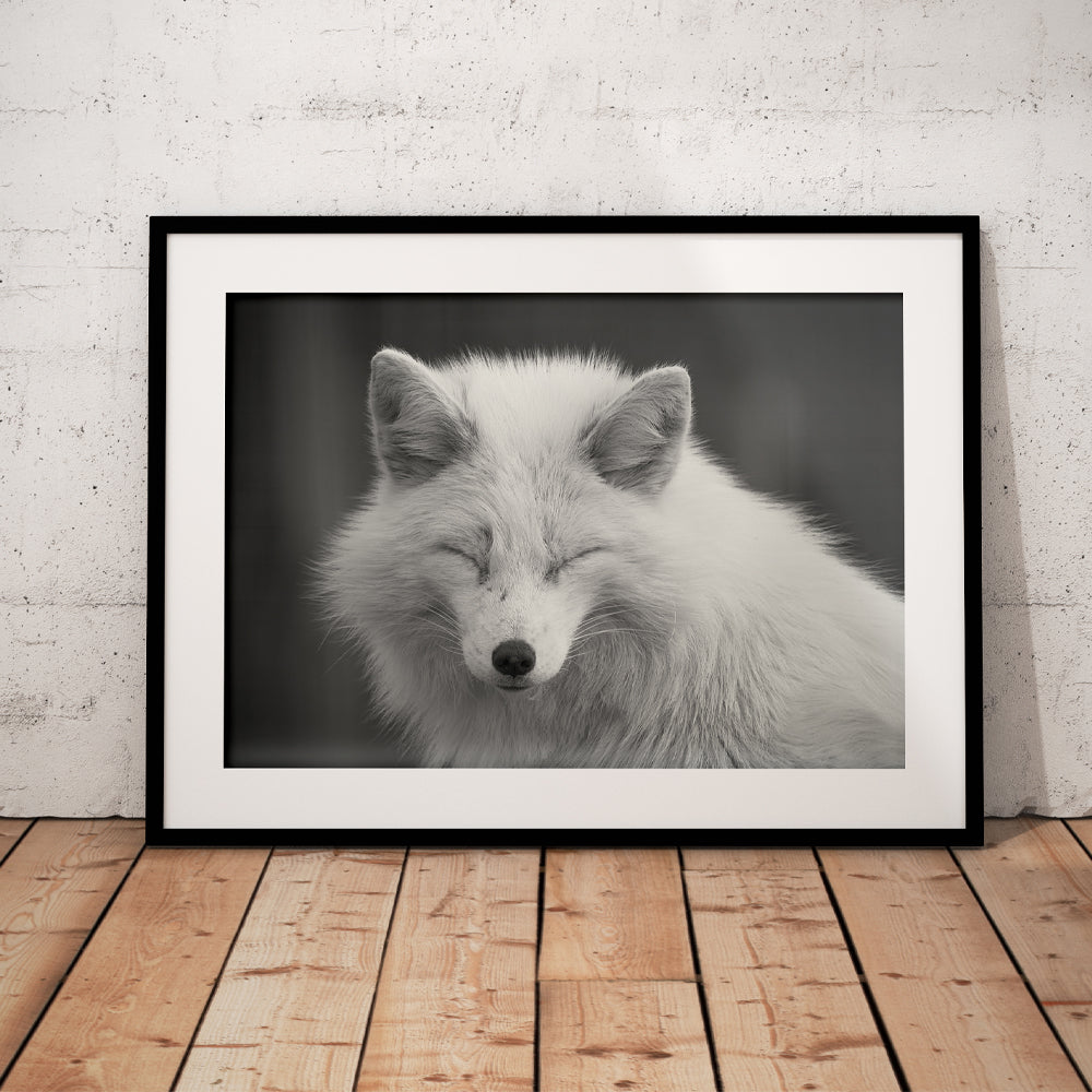 Leucistic Fox