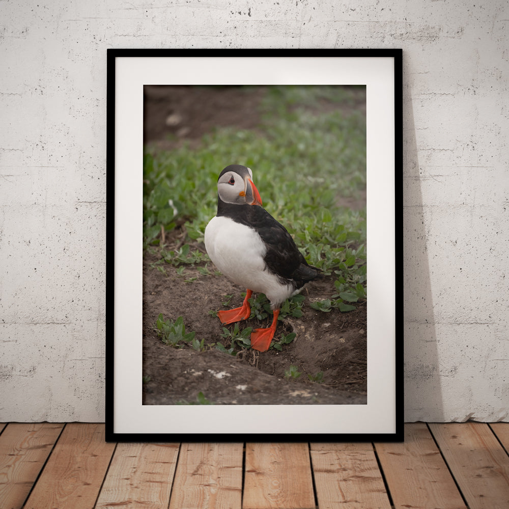 Puffin Standing Guard