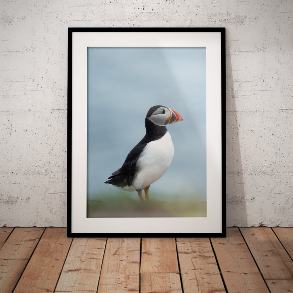 Puffin on the Look-Out