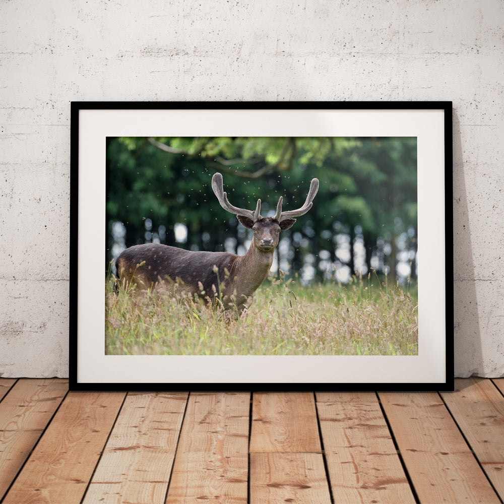 Red Deer