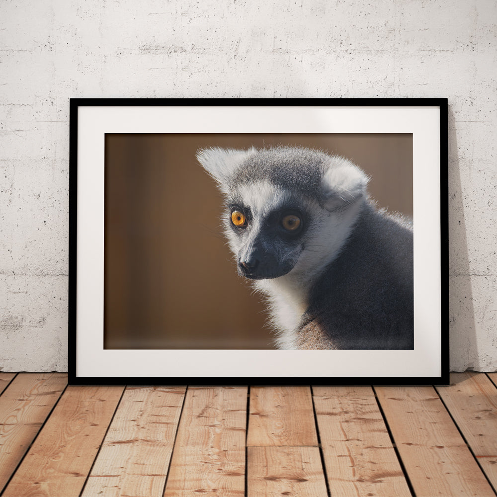 Ringtailed Lemur