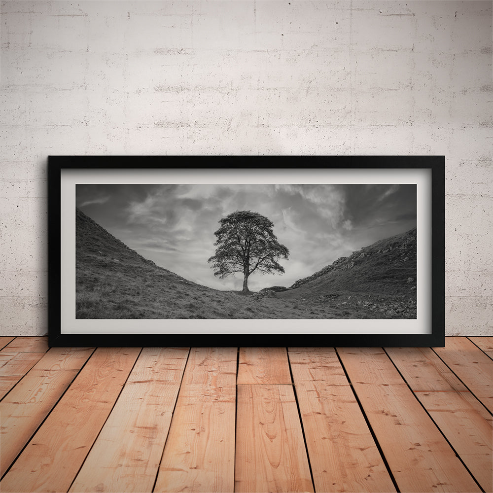 Sycamore Gap Drama