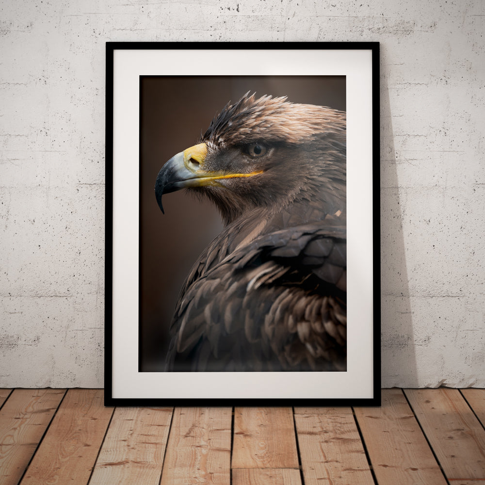Watchful Steppe Eagle