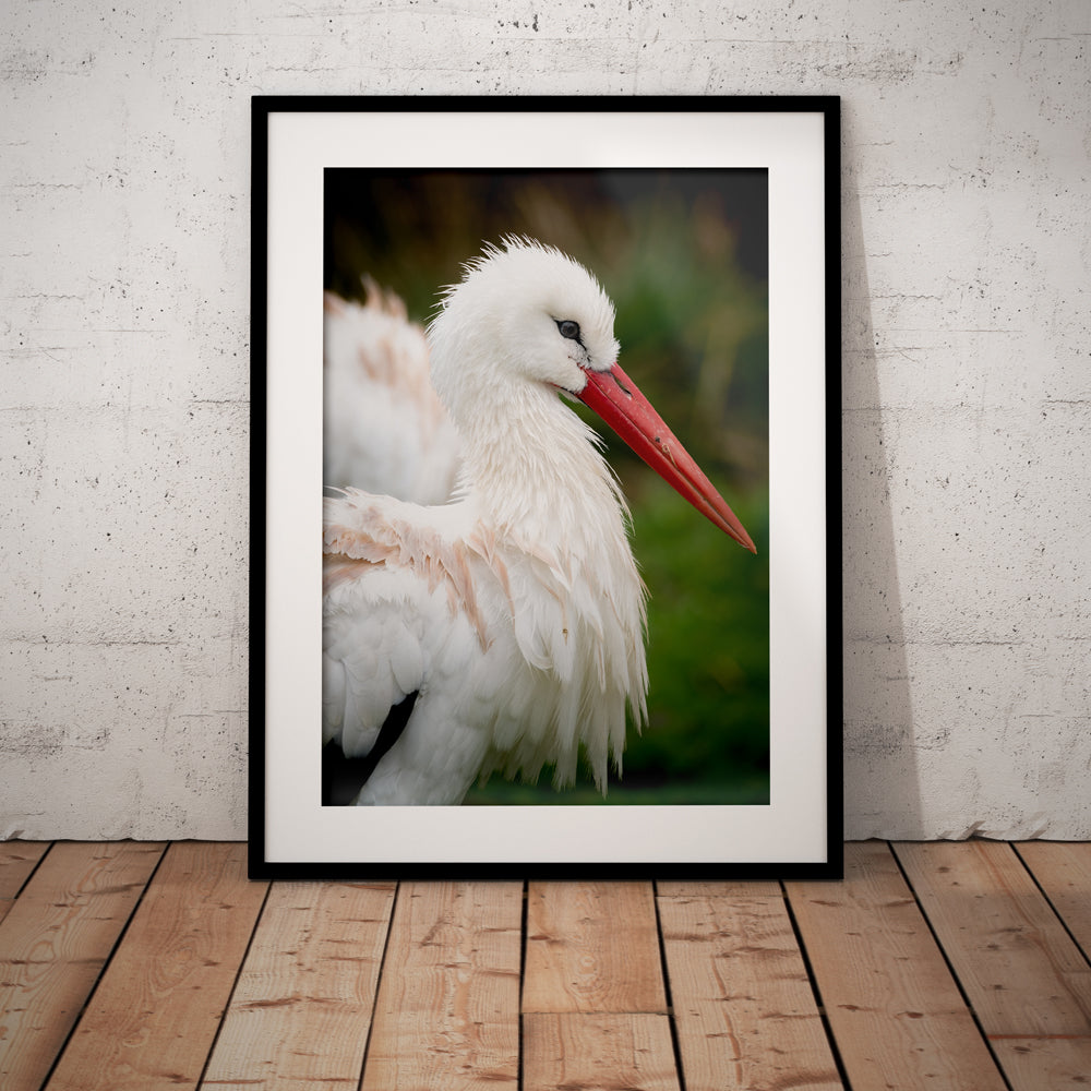 Young White Stork