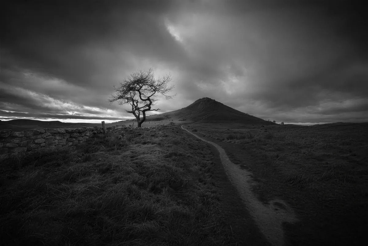 A lone tree below Roseberry Topping in black and white