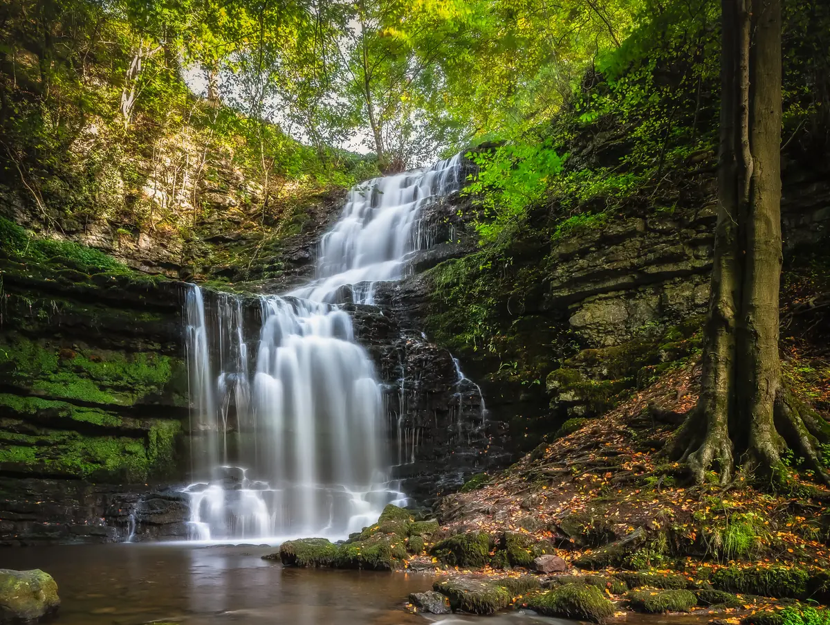 Scaleber Force falling down a mossy rock face under green trees, with autumn leaves on the rocks below