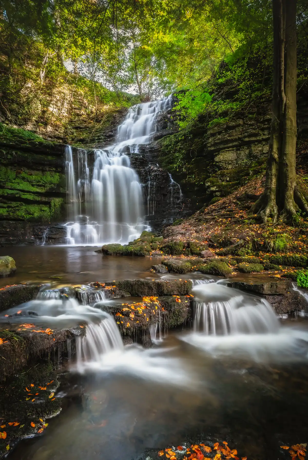 Scaleber Force falling in tiers through a mossy wooded gorge, with autumn leaves on the rocks below
