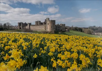 Alnwick Castle in Bloom, a photograph from the North East