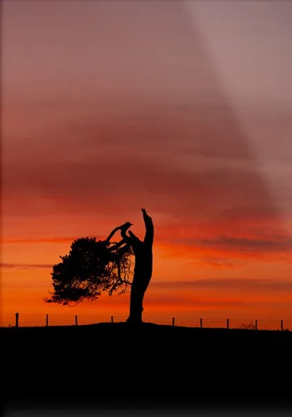 Silhouette Tree, a photograph from around the UK