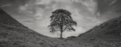 Sycamore Gap Drama, a black and white photograph from the North East