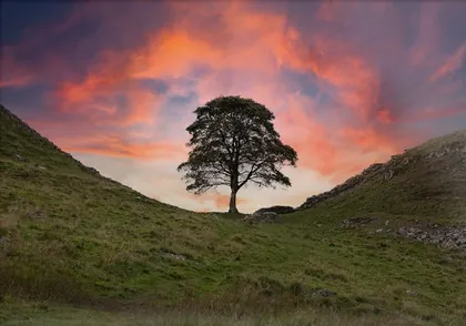 Sycamore Gap Sunset, a photograph from the North East