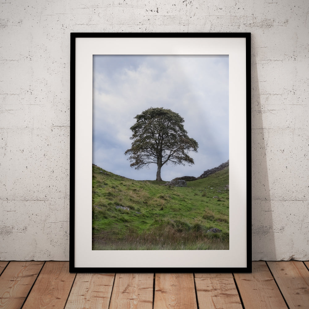 Sycamore Gap Standing Tall